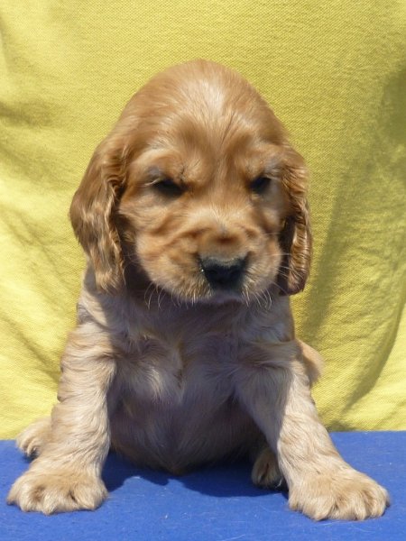 23. Glen pod Ořechem-tm. zelená.JPG